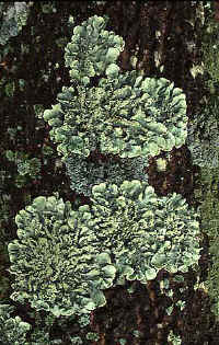 02. lichen.jpg (65162 bytes)