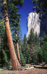 02ElCapitan.jpg (75481 bytes)