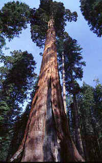 07GiantSequoia.jpg (42057 bytes)