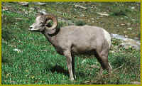 08_Bighorn_sheep.jpg (66961 bytes)