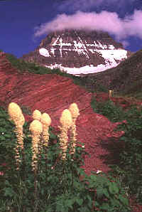 7_Mt_Wilbur__Beargrass.jpg (31885 bytes)