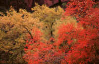 31autumnfoilage.jpg (155729 bytes)