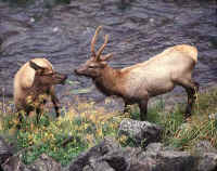 03. 2 elk.jpg (65939 bytes)