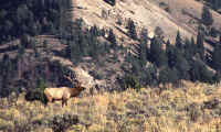 06_elk.jpg (61741 bytes)